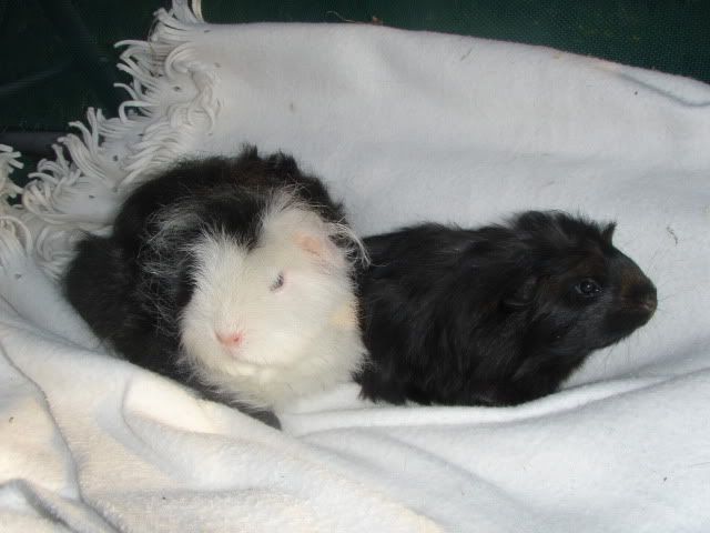 Some of my babies - bunnies, cats and g pigs P6260784