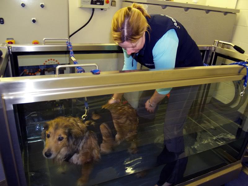 Molly is having hydrotherapy Mollyontreadmill30-3-09