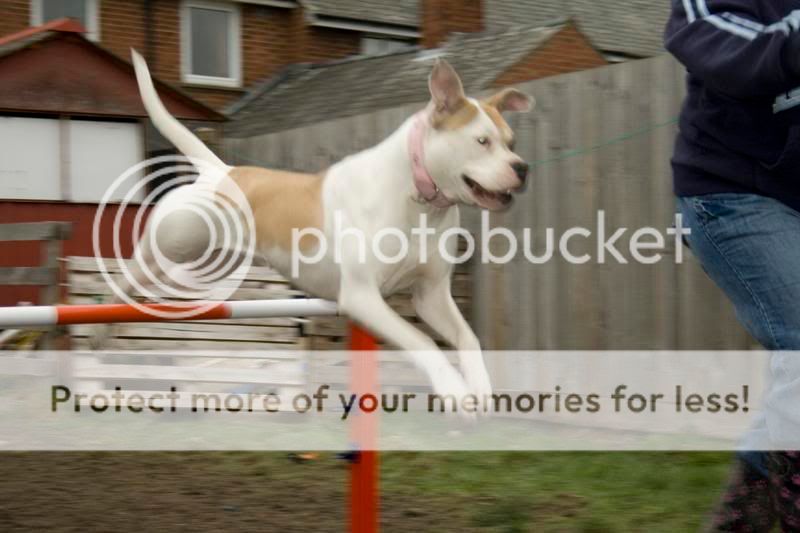 stella, agility, flirt pole fun and posing! 000007007