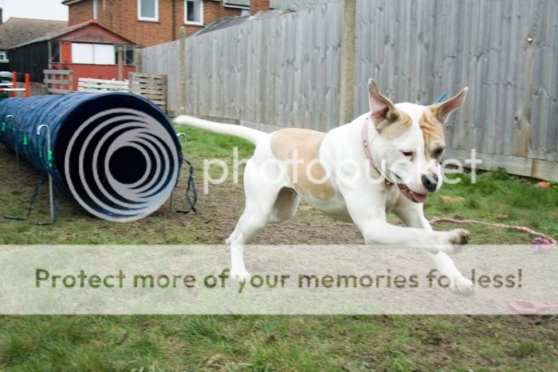 stella, agility, flirt pole fun and posing! 000010010