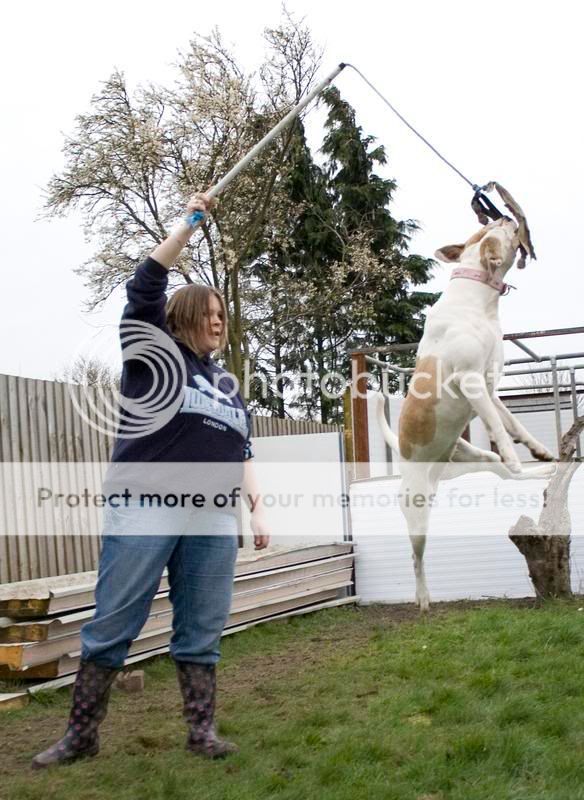 stella, agility, flirt pole fun and posing! 000018018