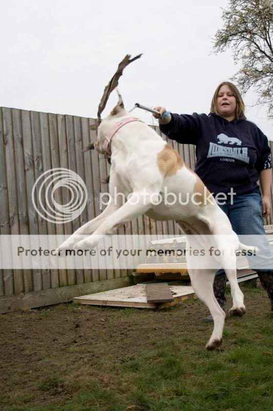 stella, agility, flirt pole fun and posing! 000022022