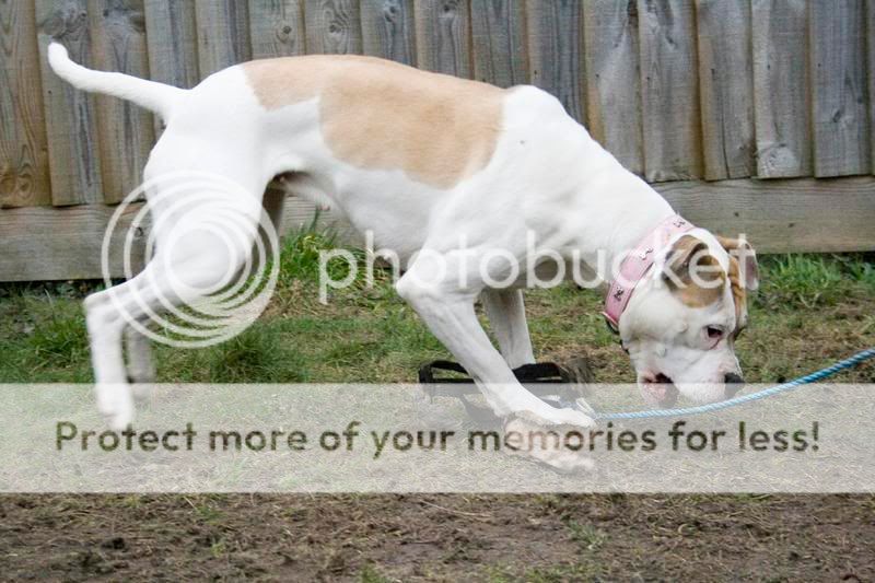 stella, agility, flirt pole fun and posing! 000042042