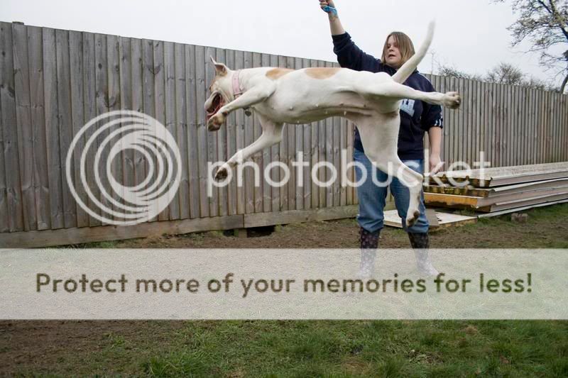 stella, agility, flirt pole fun and posing! 000045045