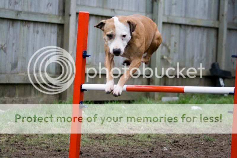 gypsy, agility, heel work and posing 000078078