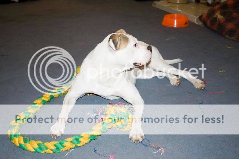 stella, agility, flirt pole fun and posing! 000395395