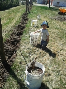 Les tomates et potager de Kawine en 2013 - Page 2 914048_10151410362708456_1592421989_o