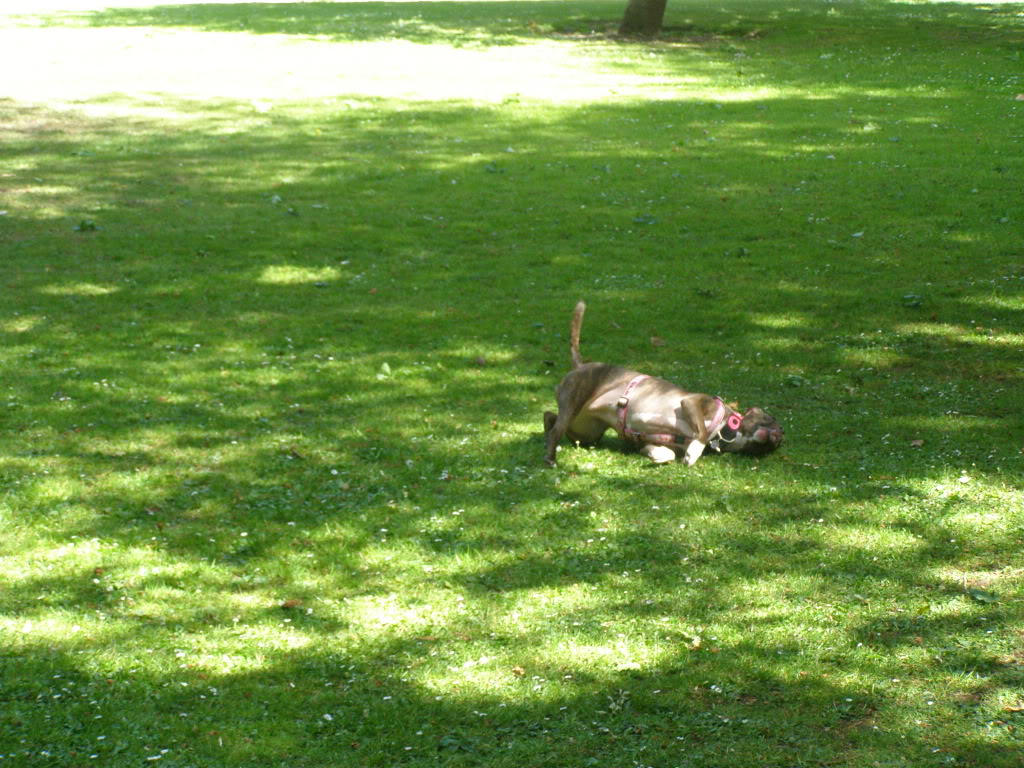 Cairos walk round coombe abbey (pic heavy) P5220219