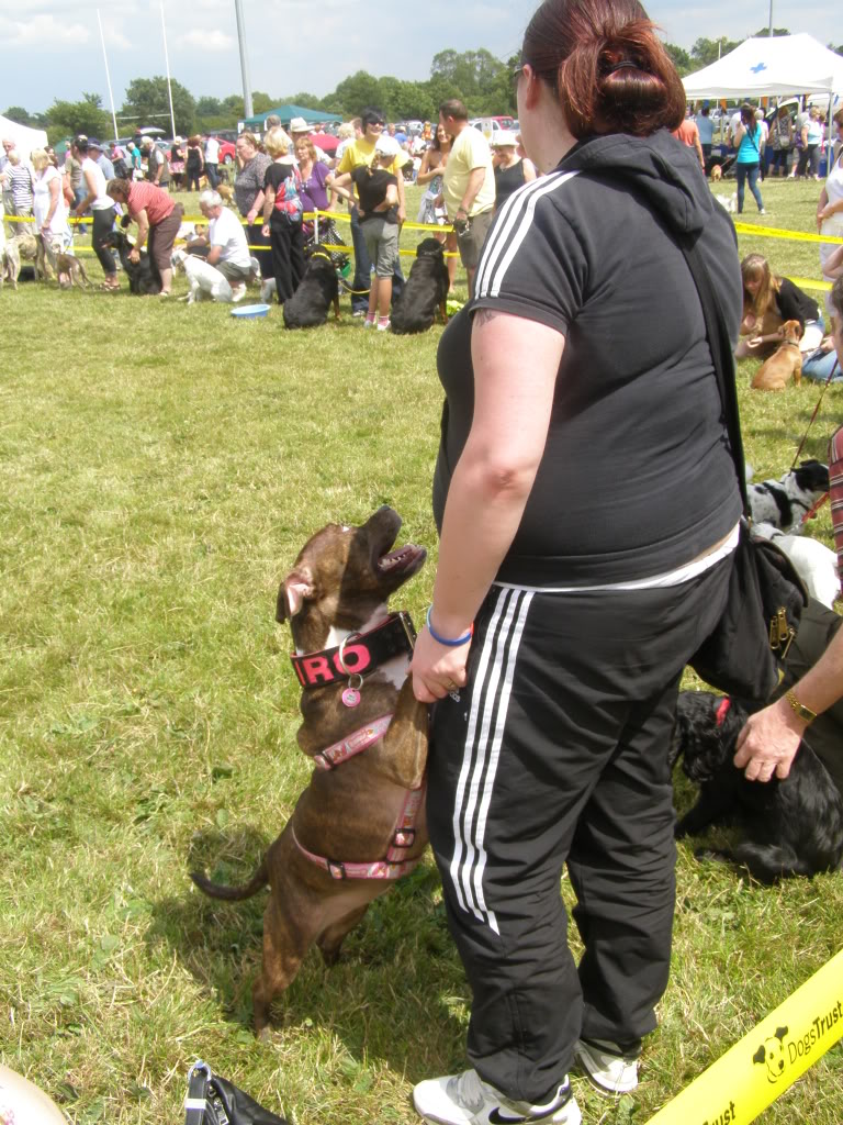 Dogs trust kenilworth open day P7100251