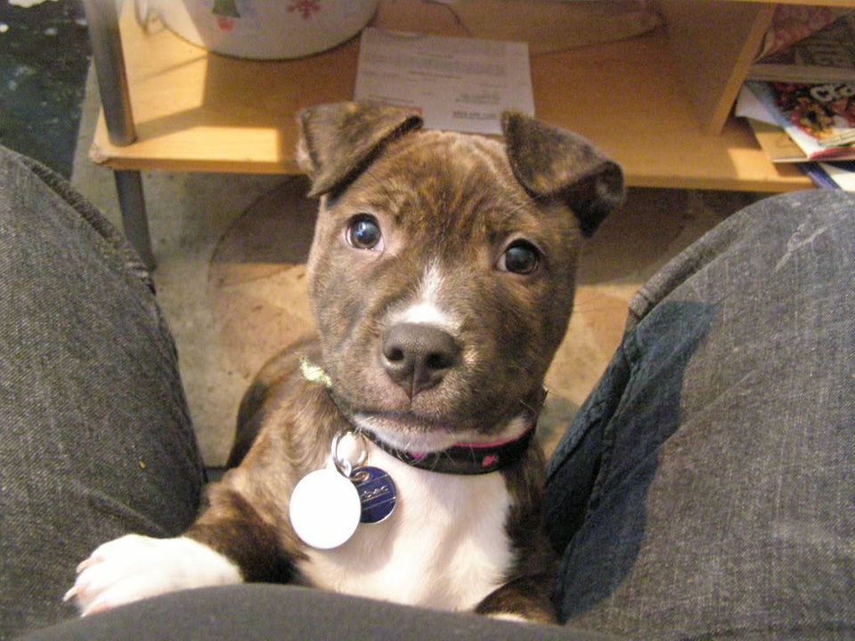 Anyone Got a Pic of there Staffy from young then on to about year old Cairoclose