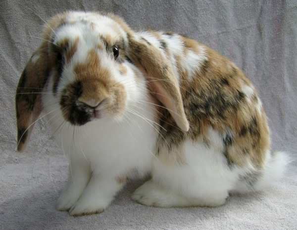 My newly bonded bunnies (Tinks and Rudy) ASquishy4use