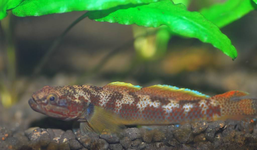 ID Goby from Irian Jaya DSC_0170