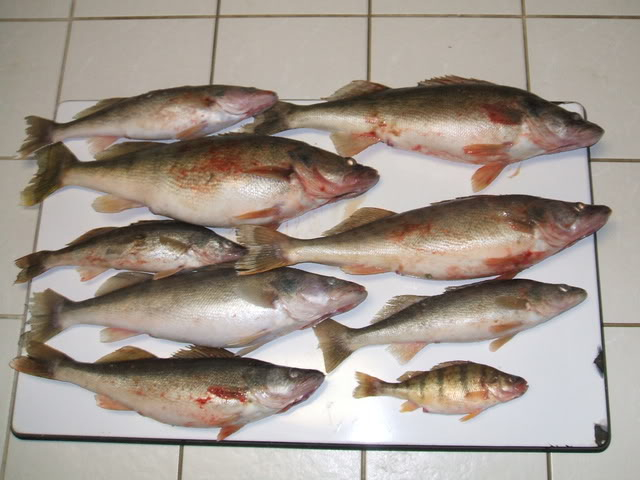 A Few More Erie Ice Fishing Walleyes 004-4