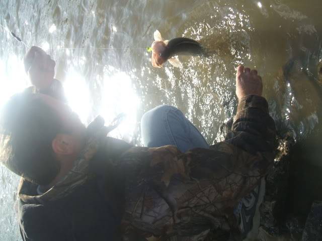 Sandusky River Walleye Run Report! Tagged Fish 001