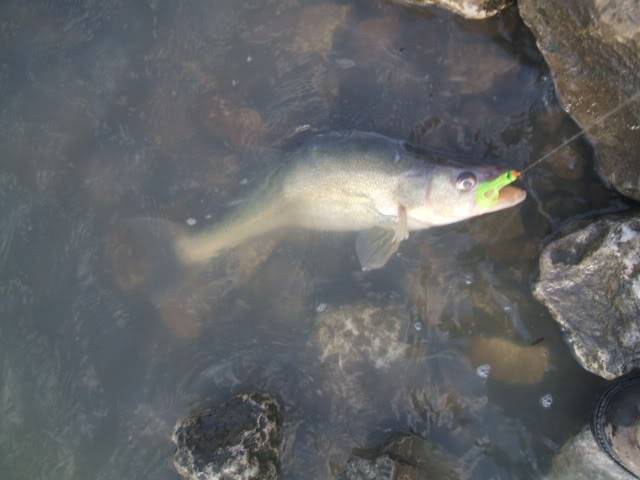 Sandusky River Walleye Run Report! Tagged Fish 002