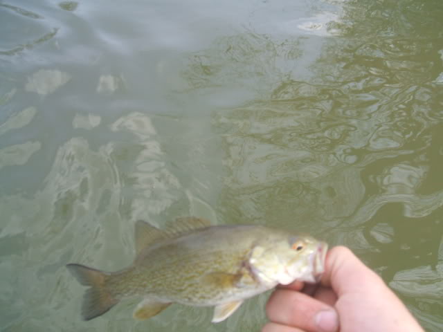 3 of 3/4-26-Portage Whitebass~Smallies-Early DSCF1941