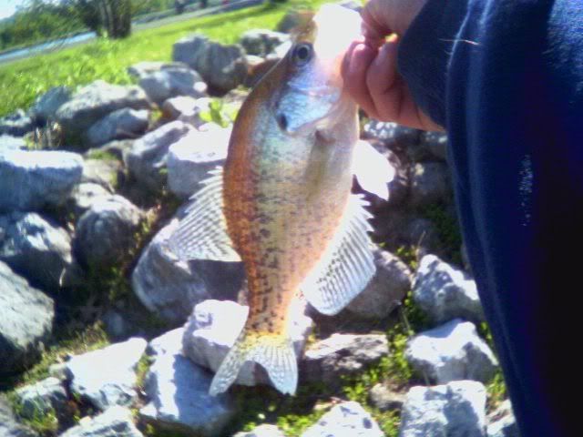 Got the first of CJ's Crappie Image011-1