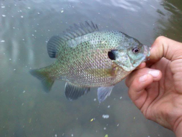 A few whitebass are left-Nice Smallie too-"River" report 0601091956