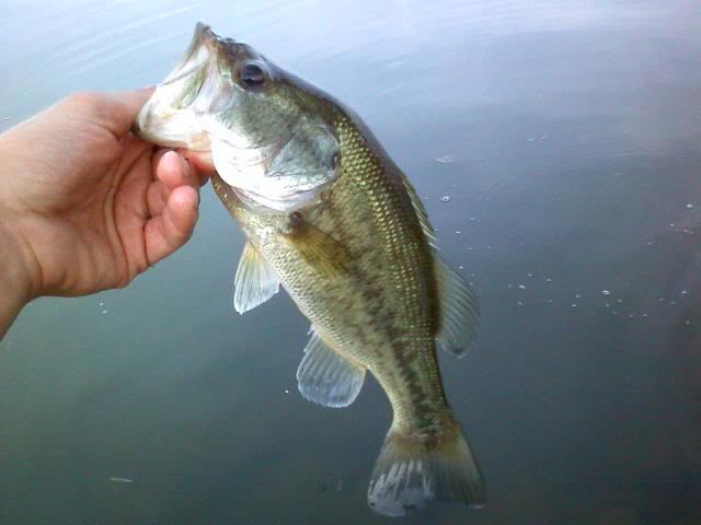 One of the Better days!!! 2 F.O. Gills! 0619092001