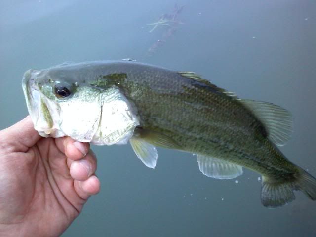 More Bassin-4 of July on Erie! 0704091636