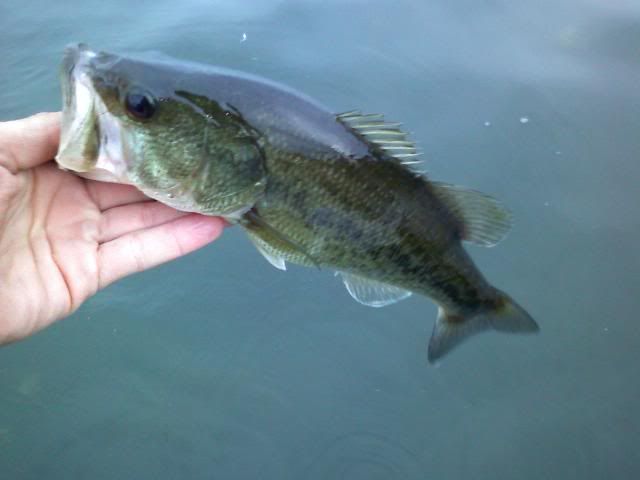 More Bassin-4 of July on Erie! 0704091921