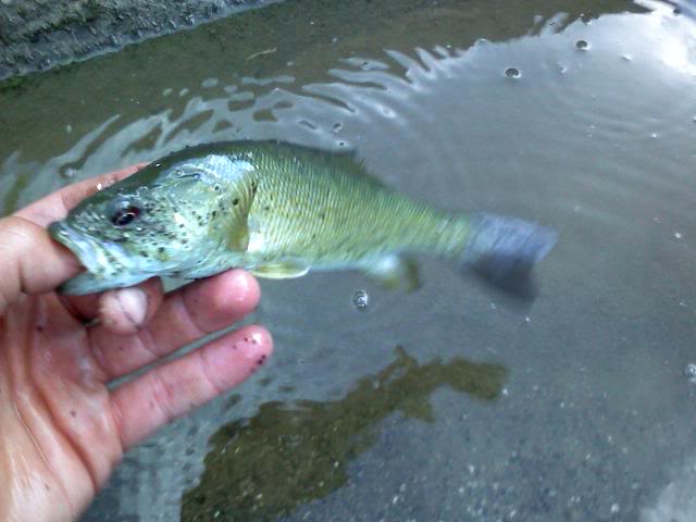 A few more smallies, and whitebass :D 0706091832