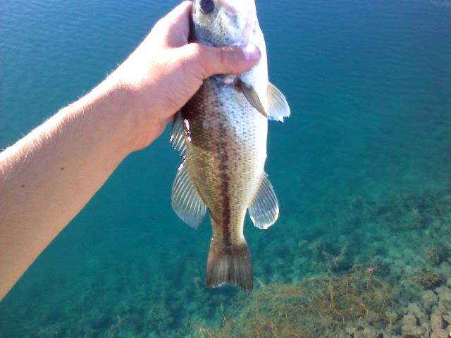 More Pond Largies 0709091916