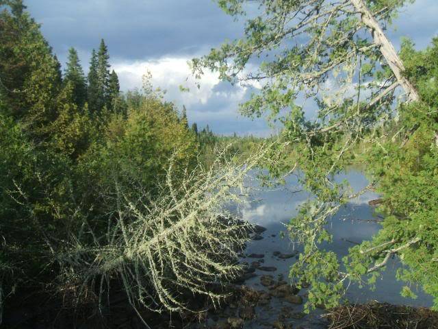 AWESOME Pasha Lake Cabins-41in. Pike Report DSCF2287