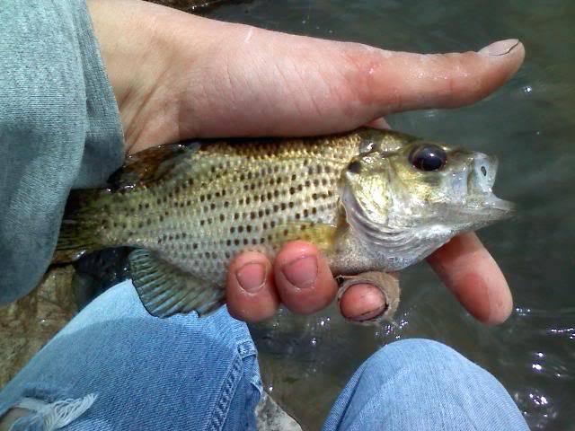 Cats, Gills, Bass. A little variety in NW Ohio fishing 0516101312