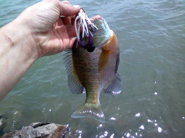 Cats, Gills, Bass. A little variety in NW Ohio fishing 0516101342