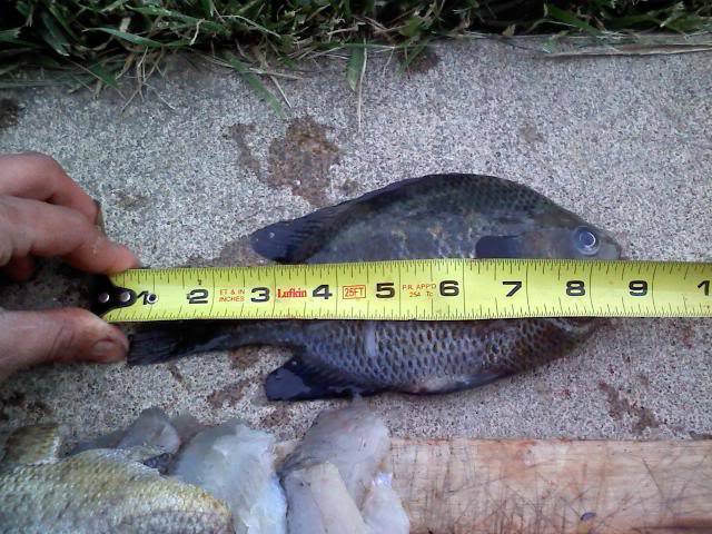 Cats, Gills, Bass. A little variety in NW Ohio fishing 0516101844