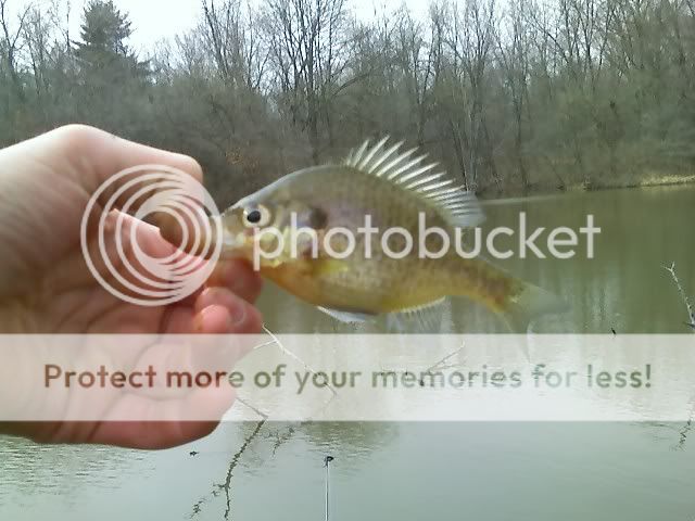 Pond Gills 3-22 Lilgill