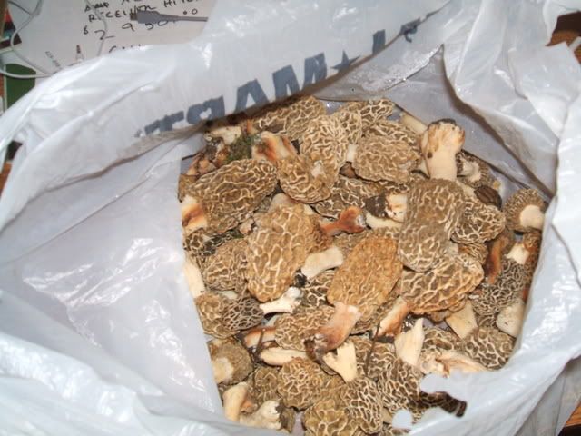 Morels Are Out!!!! DidgiFishPics3059