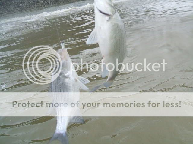 Sandusky River White Bass Run - Page 2 DidgiFishPics3125