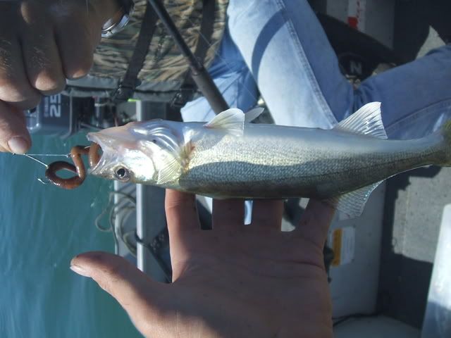 Western Basin Walleye Report-GG Gets on Erie for First Time and Gets First Eye! 001