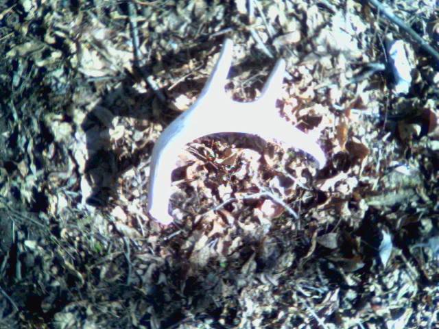 YAY Sheds!!! 35 Deer!!! Image013