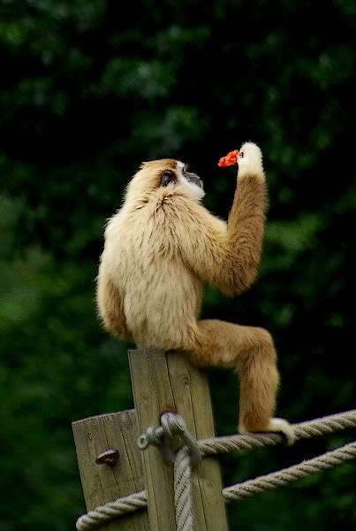 Têtes de singe 05JUILLET2008013