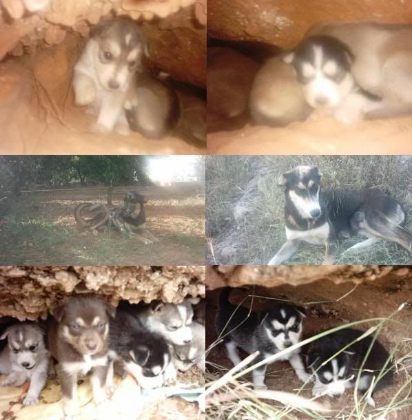 Casa de Acogida, para dos perras y sus cachorros Perrasycachorros