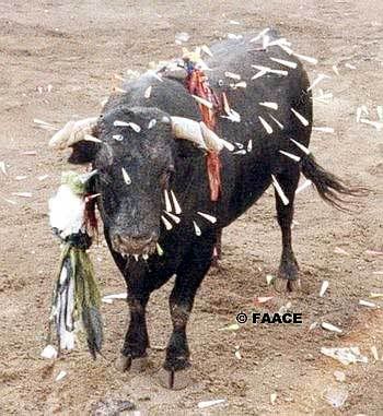 Vergüenza en Coria-Cáceres TORO