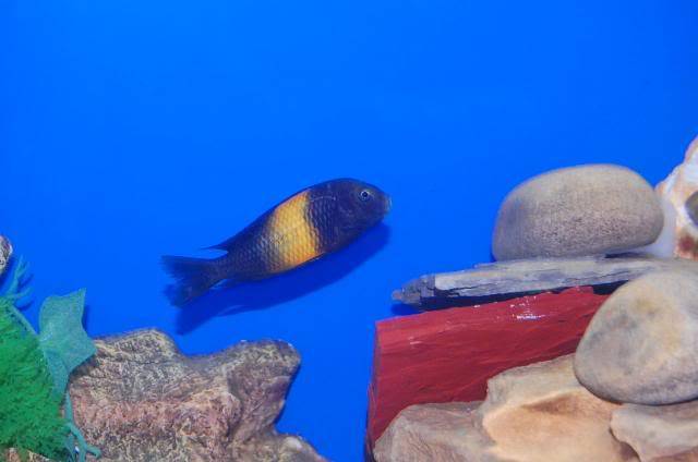 Tropheus Sp. Black "Kiriza's" 003-14