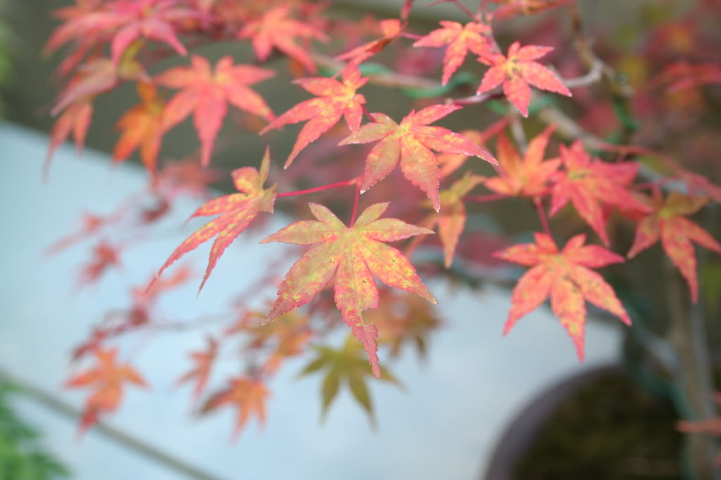 Show the Autumncolour from your bonsai IMG_7511