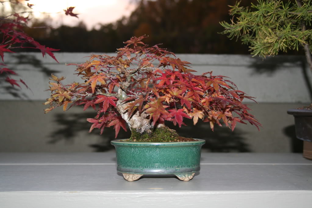 Show the Autumncolour from your bonsai - Page 2 IMG_7592