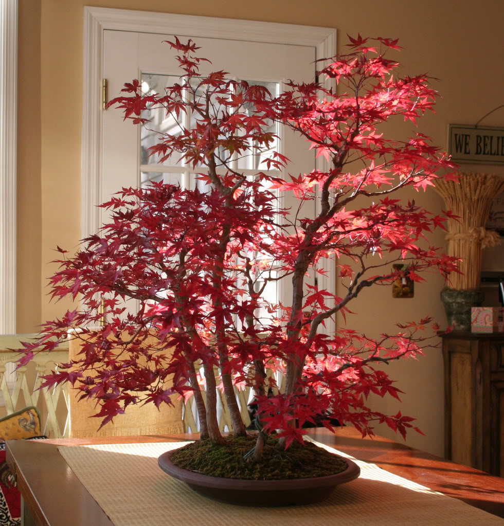 Show the Autumncolour from your bonsai Maoleforestinterior2