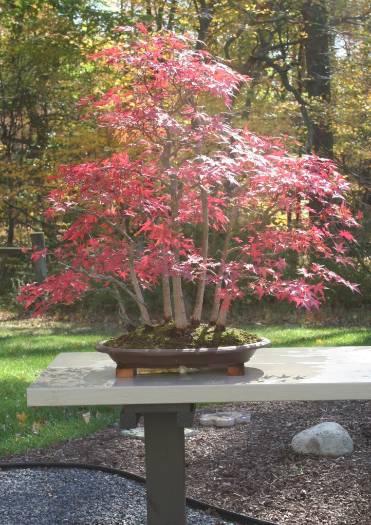 Show the Autumncolour from your bonsai Mapleforest