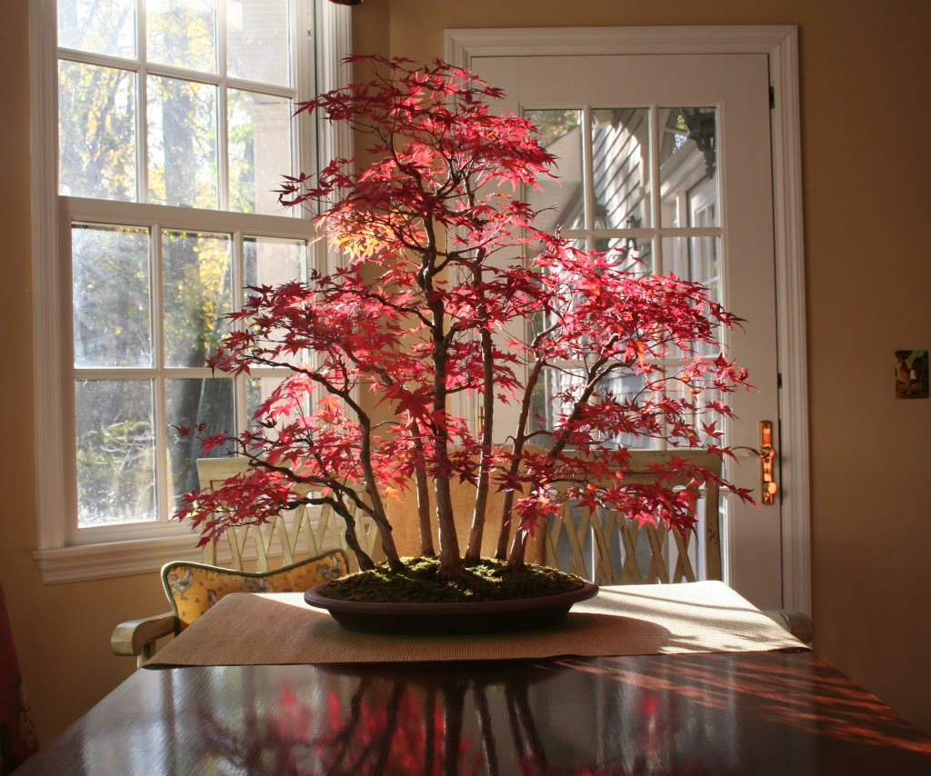 Show the Autumncolour from your bonsai Mapleforestinterior1