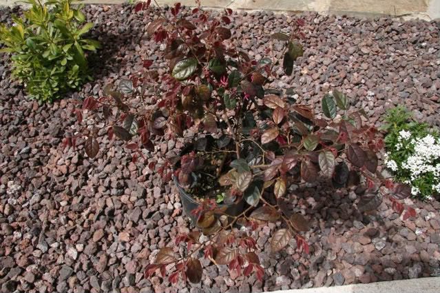 Mis primeras plantas Loropetalum-chinensis-rubra