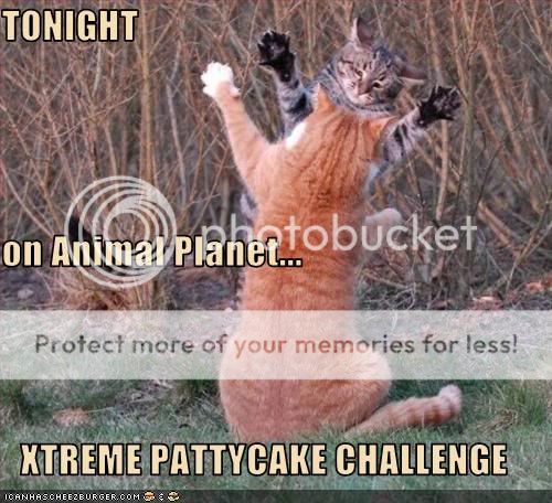 lolcat thread Funny-pictures-cats-have-pattycake-