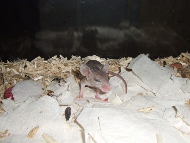 Naissance d'une petite souris pineuse DSCF7264