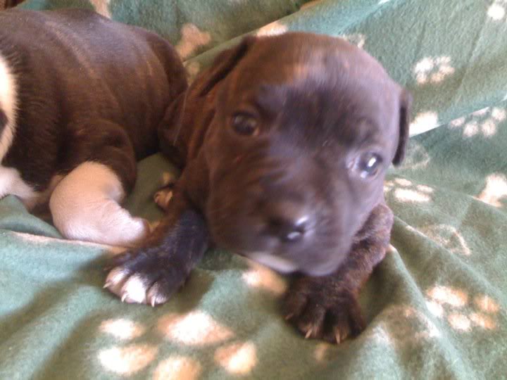 My new puppies. (2 weeks old now) 75680_467381939938_591259938_5617125_6738913_n