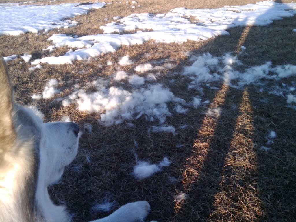 My Yard Is A Disgusting Unhealthy Frozen Soup 2010-01-25162151